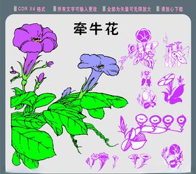 牵牛花素材矢量牵牛花