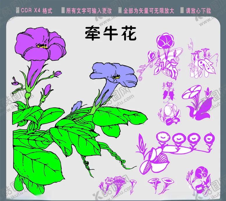 编号：88380506261732045616【酷图网】源文件下载-牵牛花素材矢量牵牛花