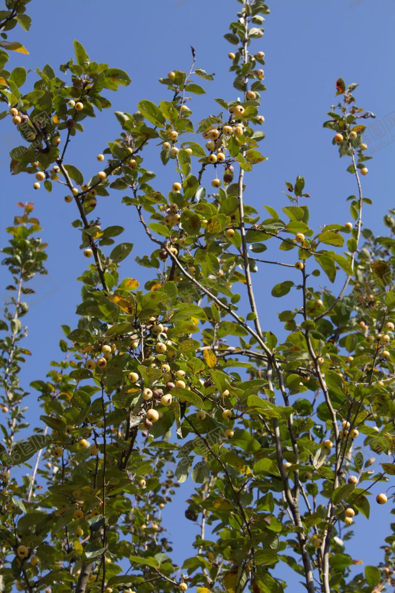 编号：34872111012103133266【酷图网】源文件下载-西府海棠