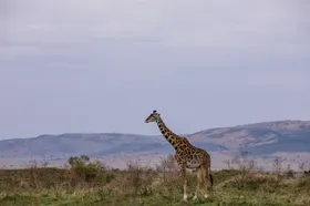 长颈鹿生物世界摄像脖