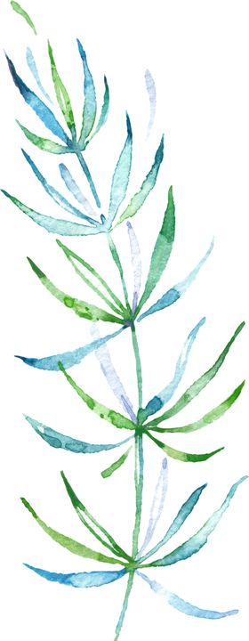 手绘植物