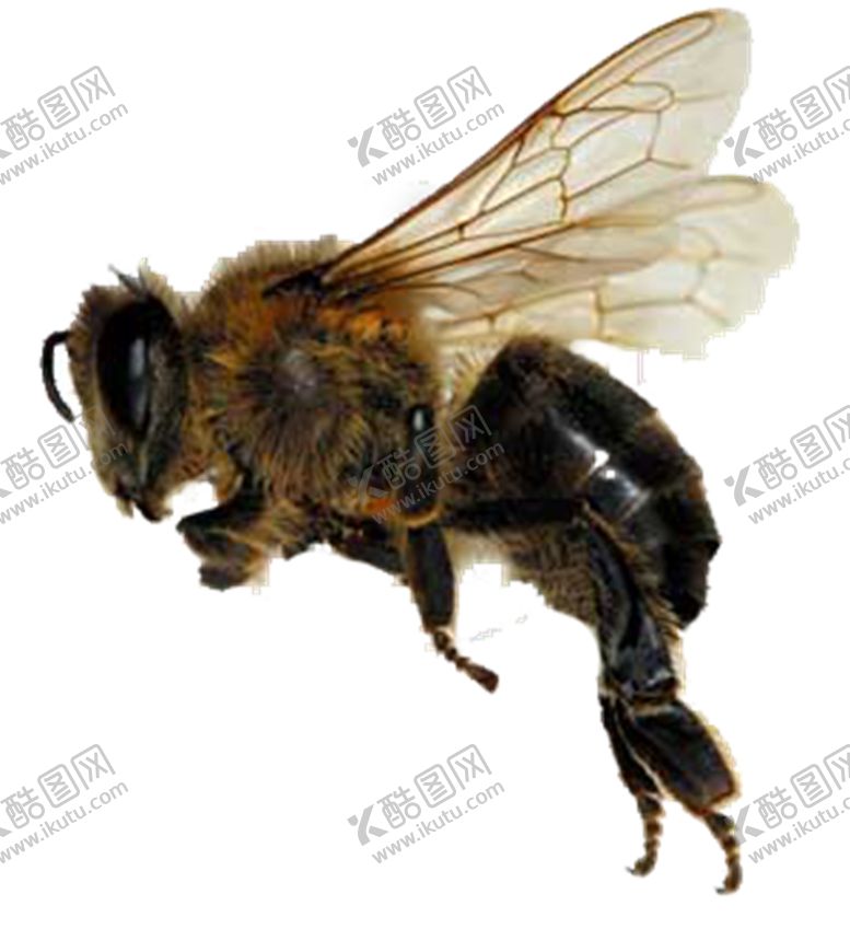 编号：53034203290725295985【酷图网】源文件下载-蜜蜂