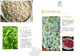 荷兰薏米