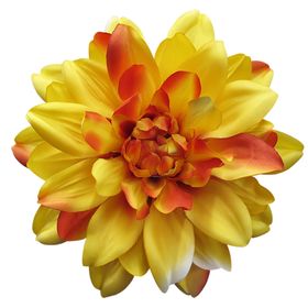 鲜花素材唯美装饰桔梗