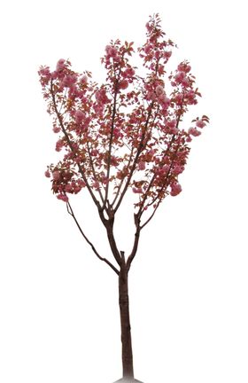 樱花树