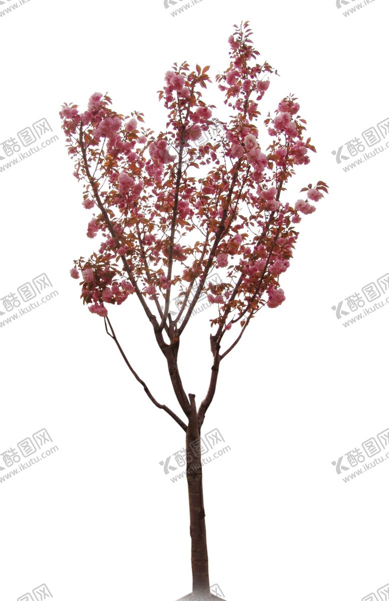 编号：12234610190108098994【酷图网】源文件下载-樱花树