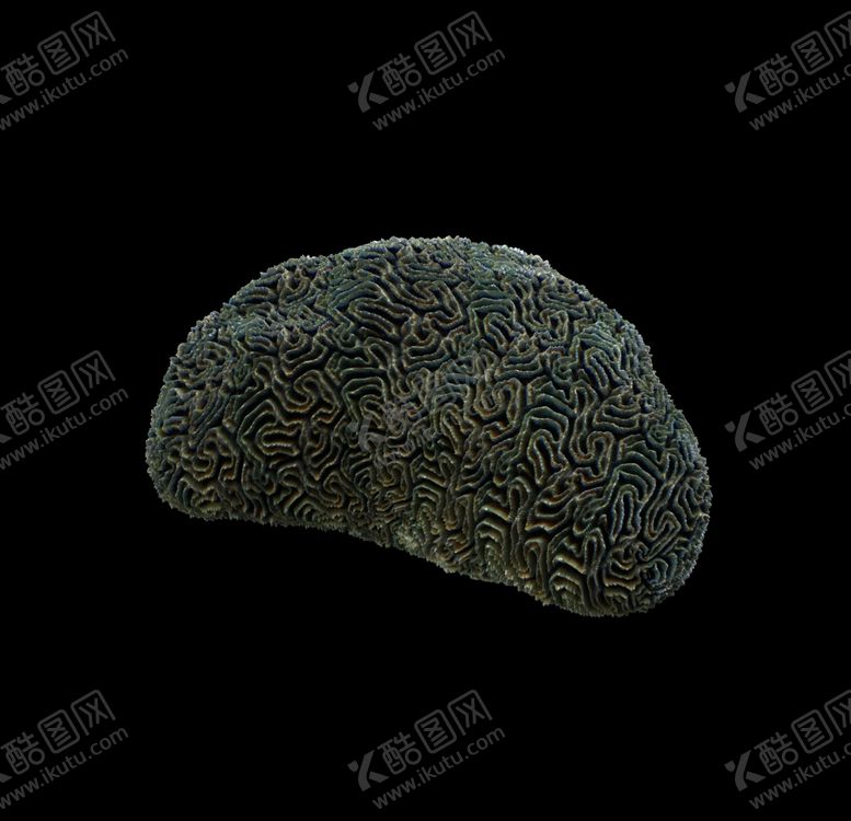 编号：29225806271351531584【酷图网】源文件下载-海洋生物