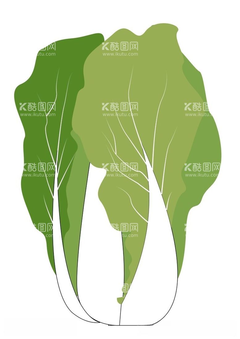 编号：47973412020137258551【酷图网】源文件下载-手绘蔬菜大白菜矢量素材