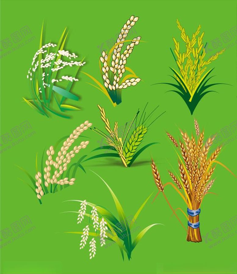 编号：14301910260817196016【酷图网】源文件下载-稻谷