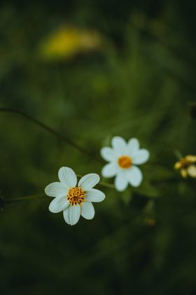 菊花朵卉绽放自然景观