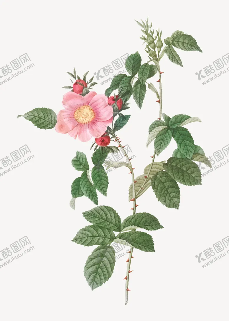 编号：70554506172246224134【酷图网】源文件下载-花卉