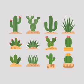 仙人掌盆栽插画