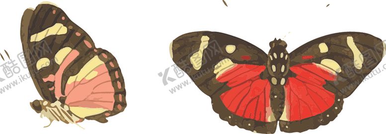编号：82007007050153522989【酷图网】源文件下载-蝴蝶昆虫插画
