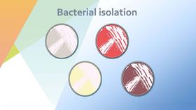 细菌分离