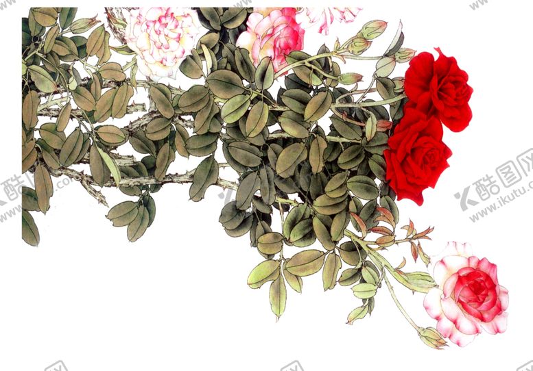 编号：77018309101108544834【酷图网】源文件下载-玫瑰花丛