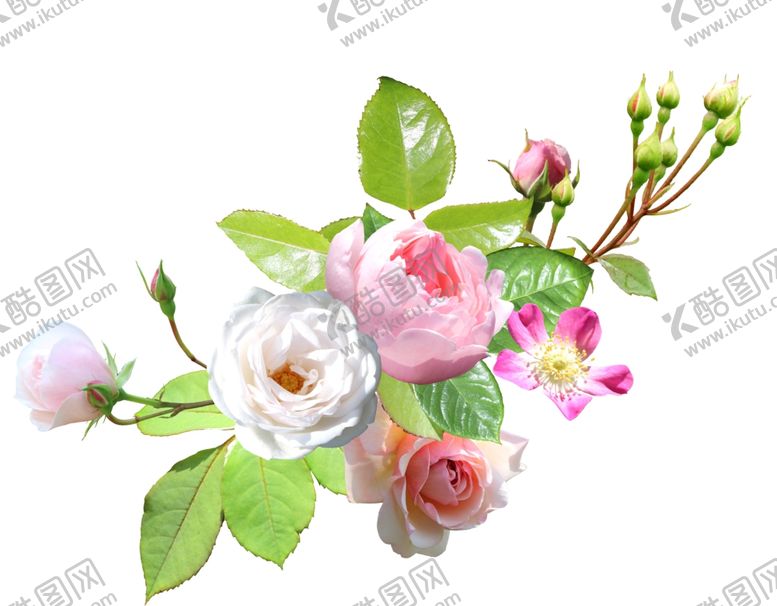 编号：44566710291352361721【酷图网】源文件下载-花朵