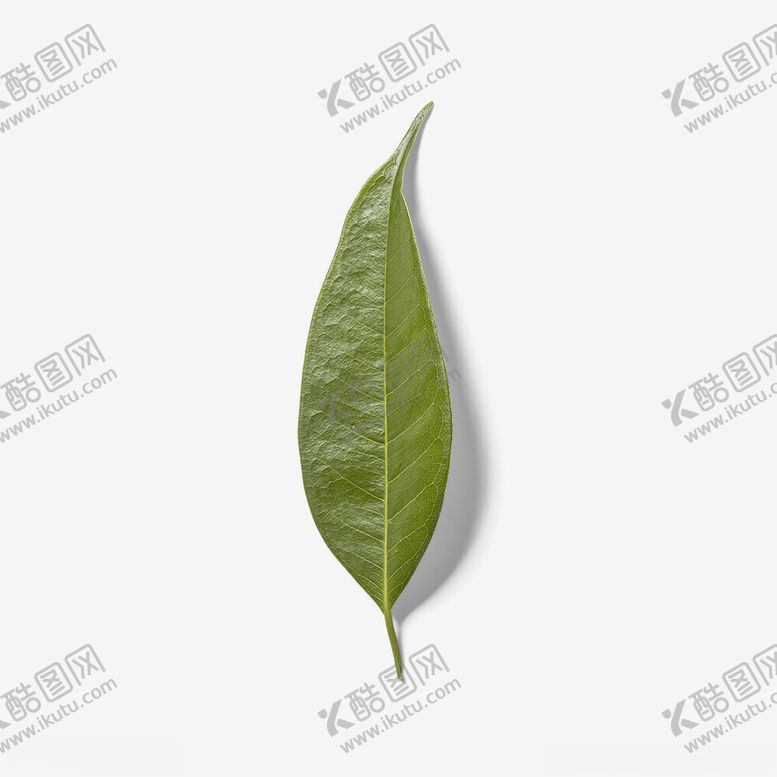 编号：38703602201500452481【酷图网】源文件下载-树叶