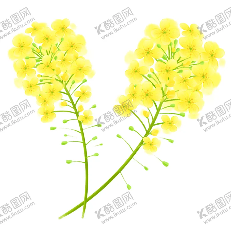 编号：48059310040752298429【酷图网】源文件下载-油菜花素材