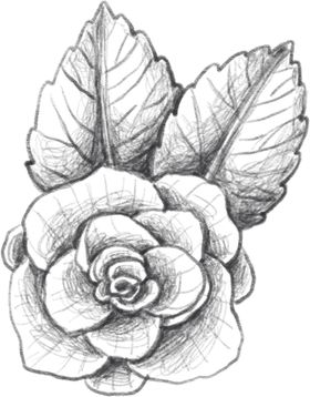 玫瑰花素描绘画