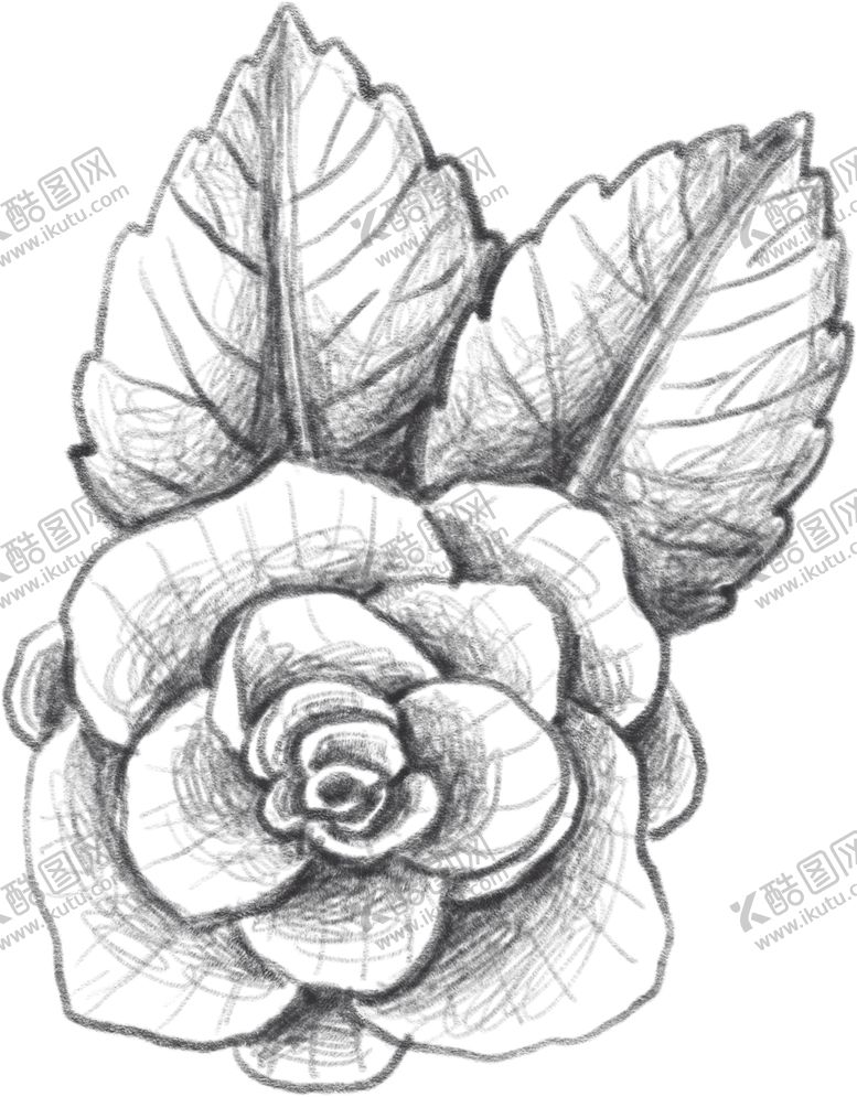 编号：99843907092143344179【酷图网】源文件下载-玫瑰花素描绘画