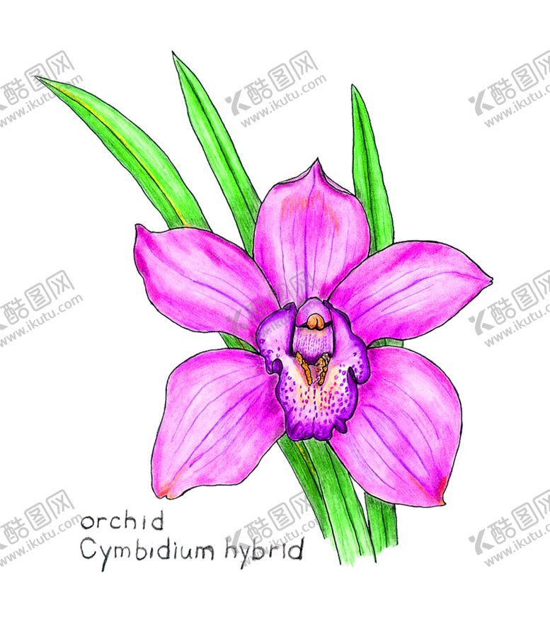 编号：48602606171326337667【酷图网】源文件下载-花素材