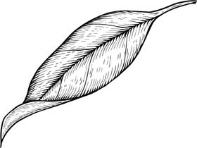 叶子素描