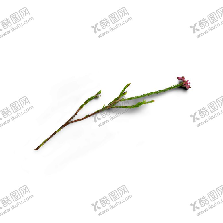 编号：60694109212348193925【酷图网】源文件下载-松针