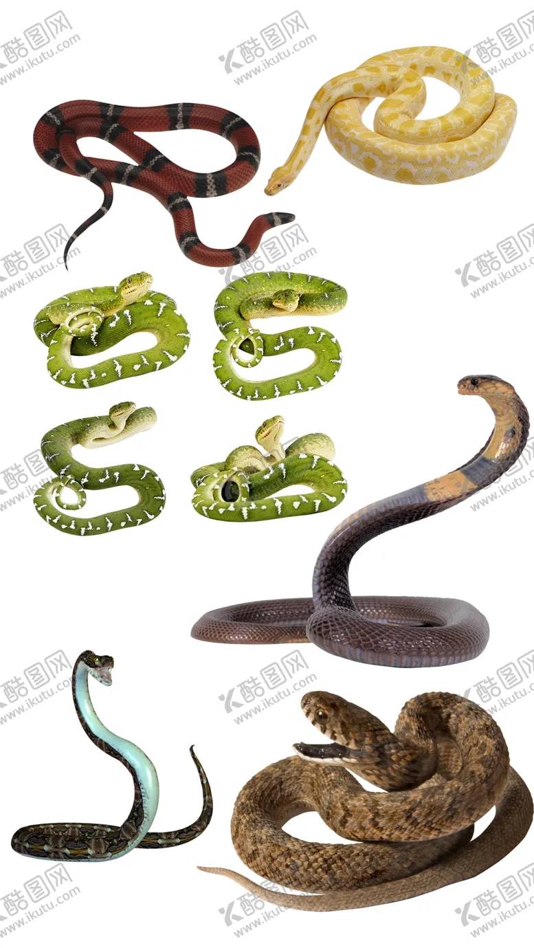 编号：71826201290633147989【酷图网】源文件下载-高清免扣蛇素材