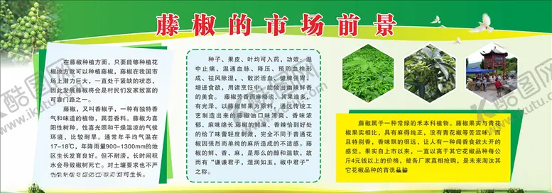 编号：19416904260637311329【酷图网】源文件下载-花椒藤椒展板