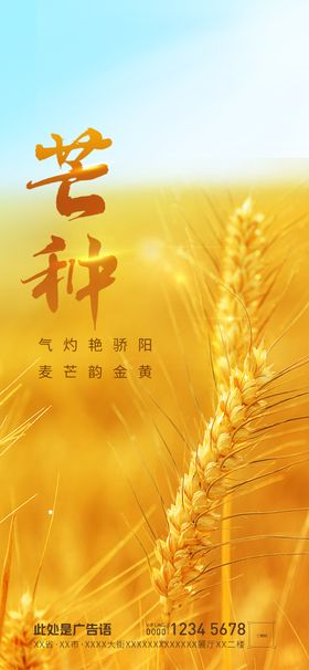芒种丰收朋友圈高端节气稿麦穗