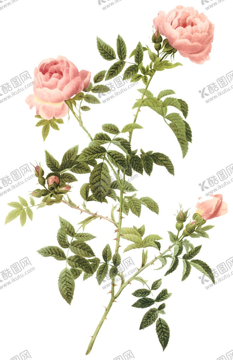 编号：92751509240326002420【酷图网】源文件下载-植物花卉油画装饰画