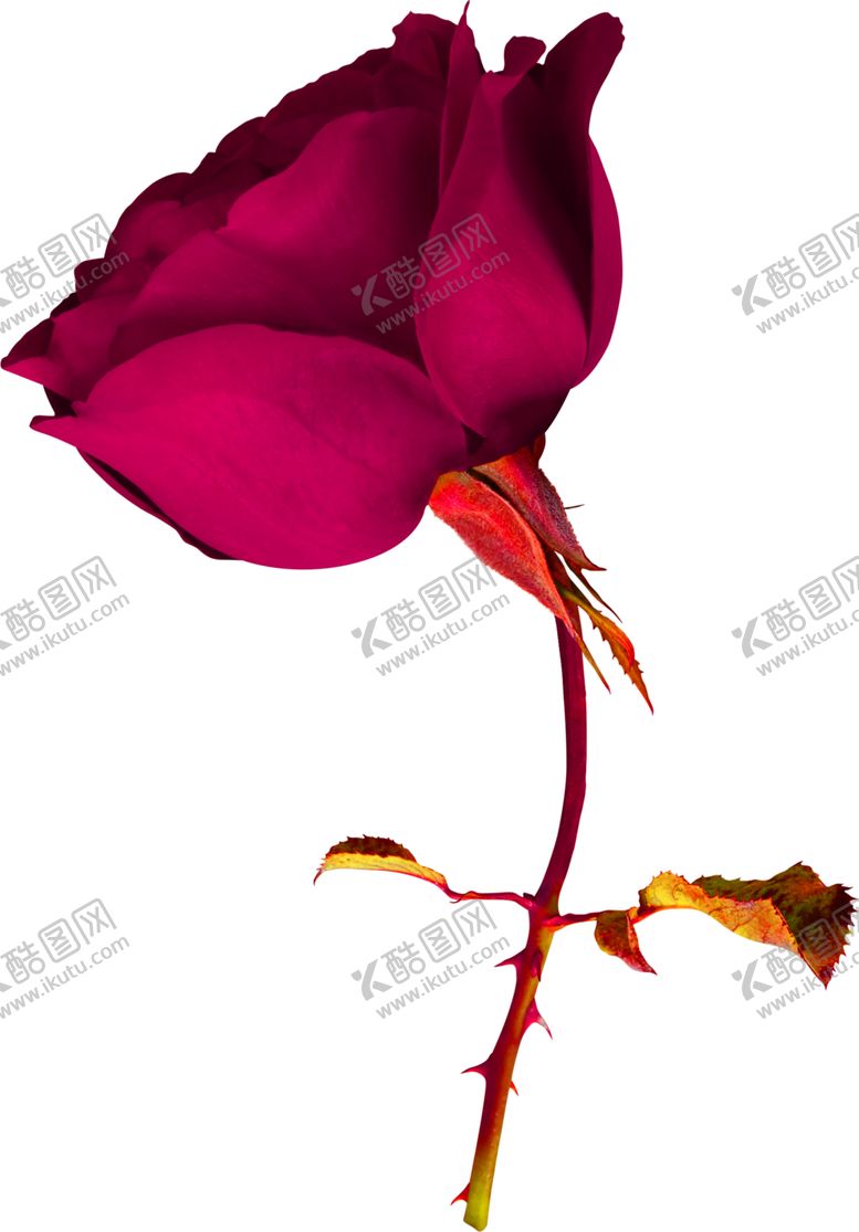 编号：55300206231727196837【酷图网】源文件下载-花素材