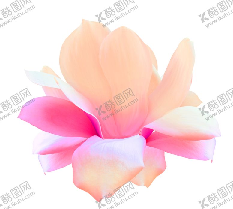 编号：81462710200519019655【酷图网】源文件下载-鲜花装饰