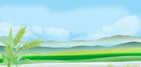 田园风光中的翠绿麦田