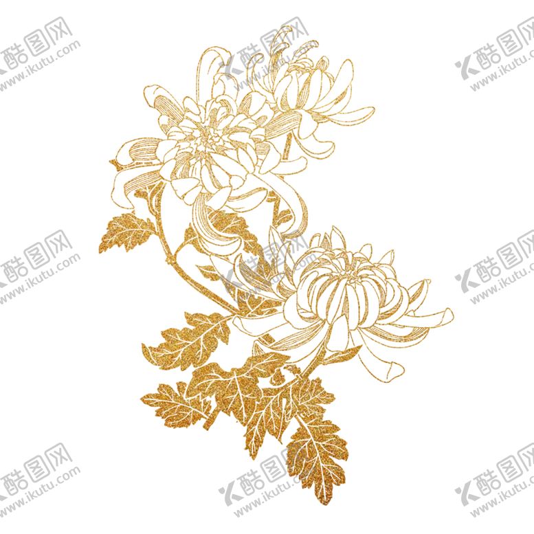 编号：51366406152241479697【酷图网】源文件下载-菊花素材