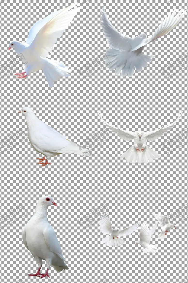 编号：30366306280022198960【酷图网】源文件下载-和平白鸽