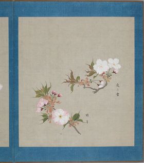 樱花