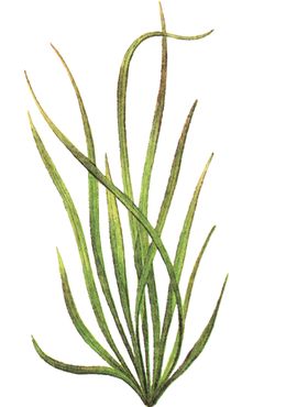 免扣水生植物素材图片
