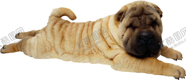 编号：73612310150003418444【酷图网】源文件下载-宠物狗图案