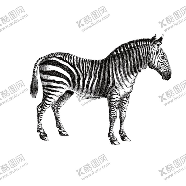 编号：67560010050956387651【酷图网】源文件下载-斑马