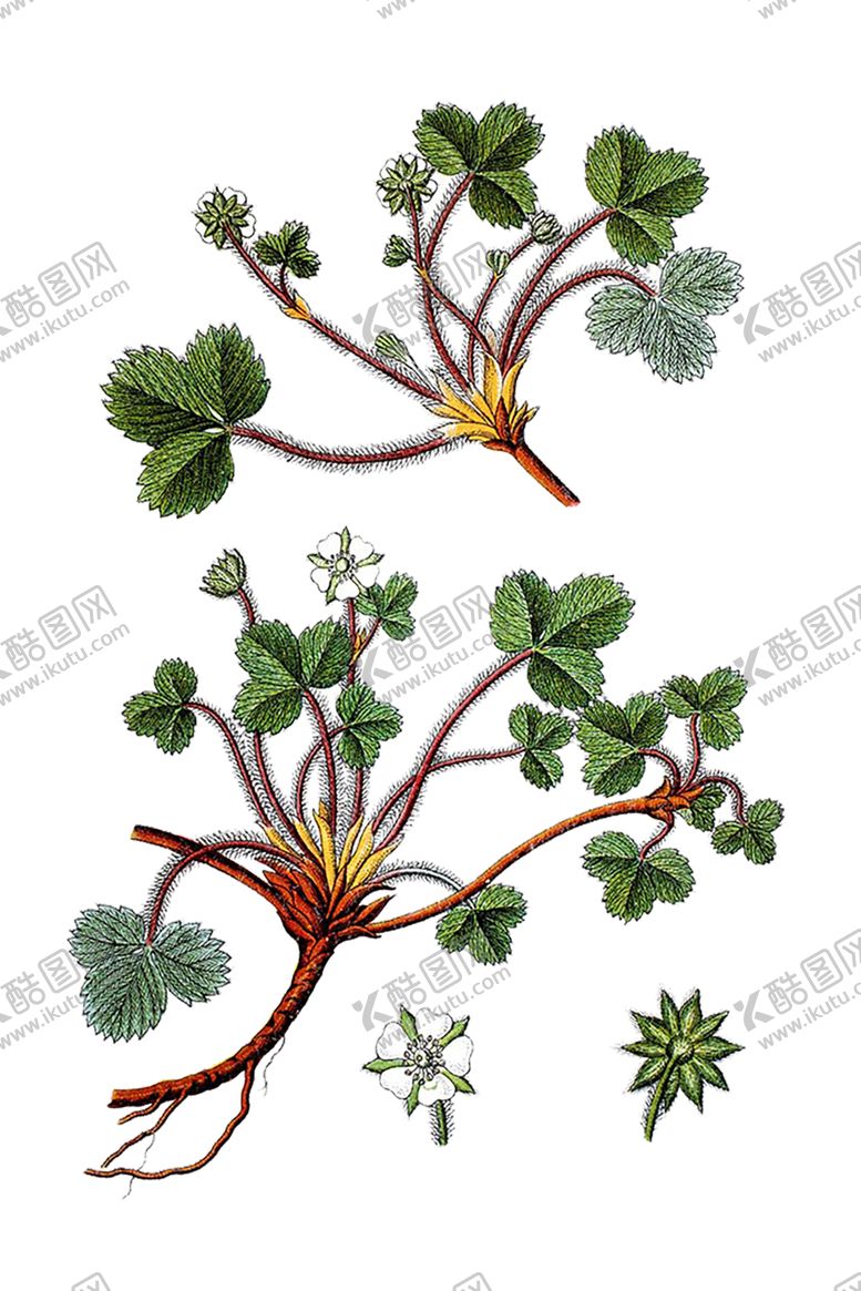 编号：19975410312135375301【酷图网】源文件下载-绿色植物