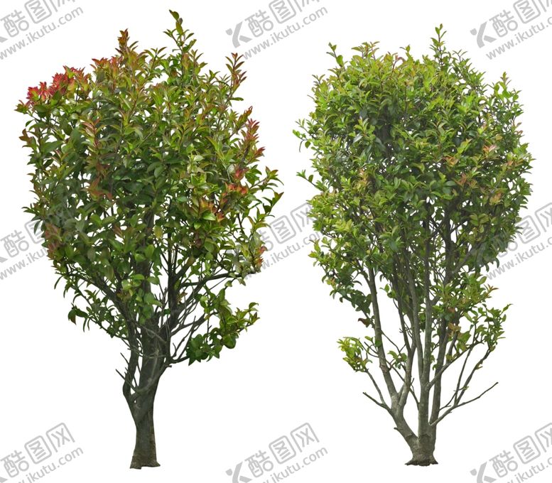 编号：32426707130200388253【酷图网】源文件下载-园林植物