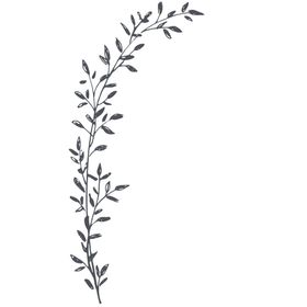手绘植物