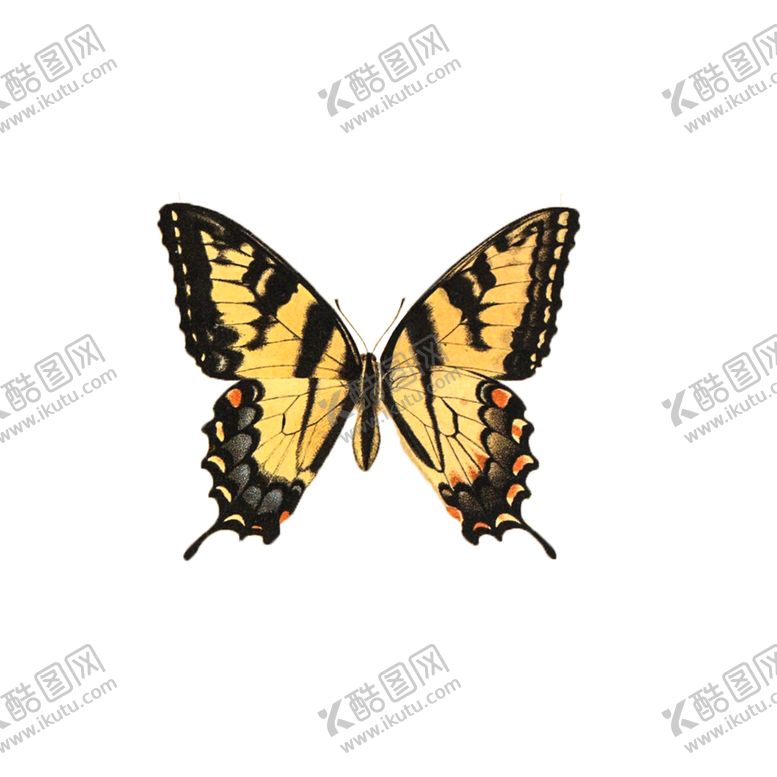 编号：48988907072309445814【酷图网】源文件下载-透明免扣蝴蝶