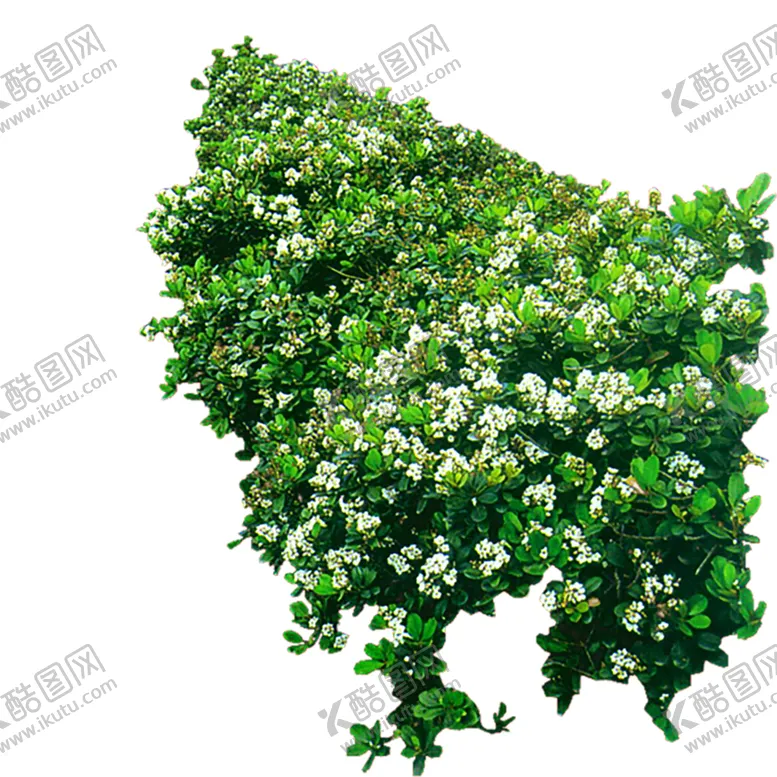 编号：57583706301354494980【酷图网】源文件下载-植物