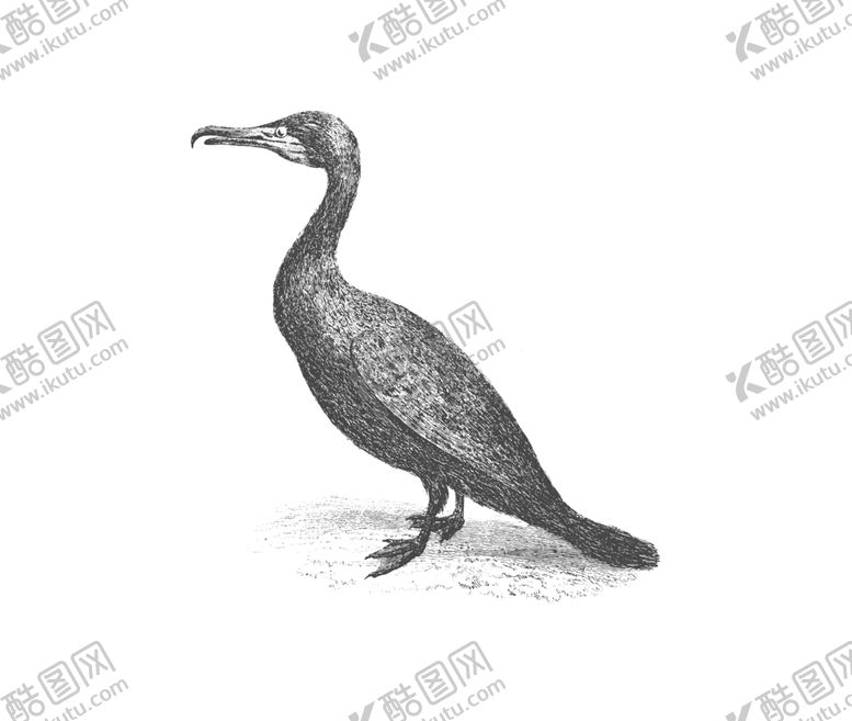 编号：95837010072128438460【酷图网】源文件下载-鸟类鸭子素材绘画