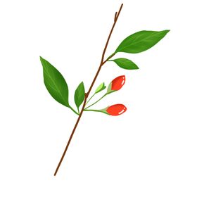 手绘枸杞