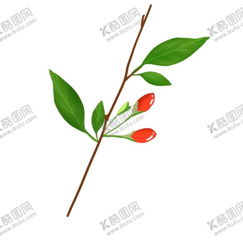 编号：57050909250124458907【酷图网】源文件下载-手绘枸杞