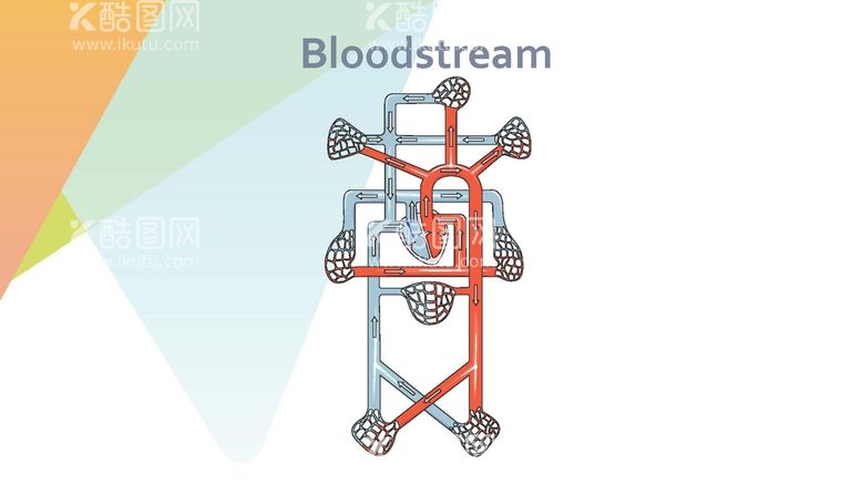 编号：68480211250503552733【酷图网】源文件下载-心脏循环系统 