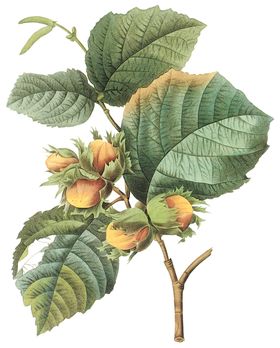 植物花卉油画装饰画